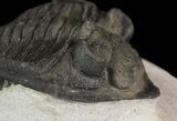 Bumpy Zlichovaspis Trilobite - Great Eye Facets #65818-2